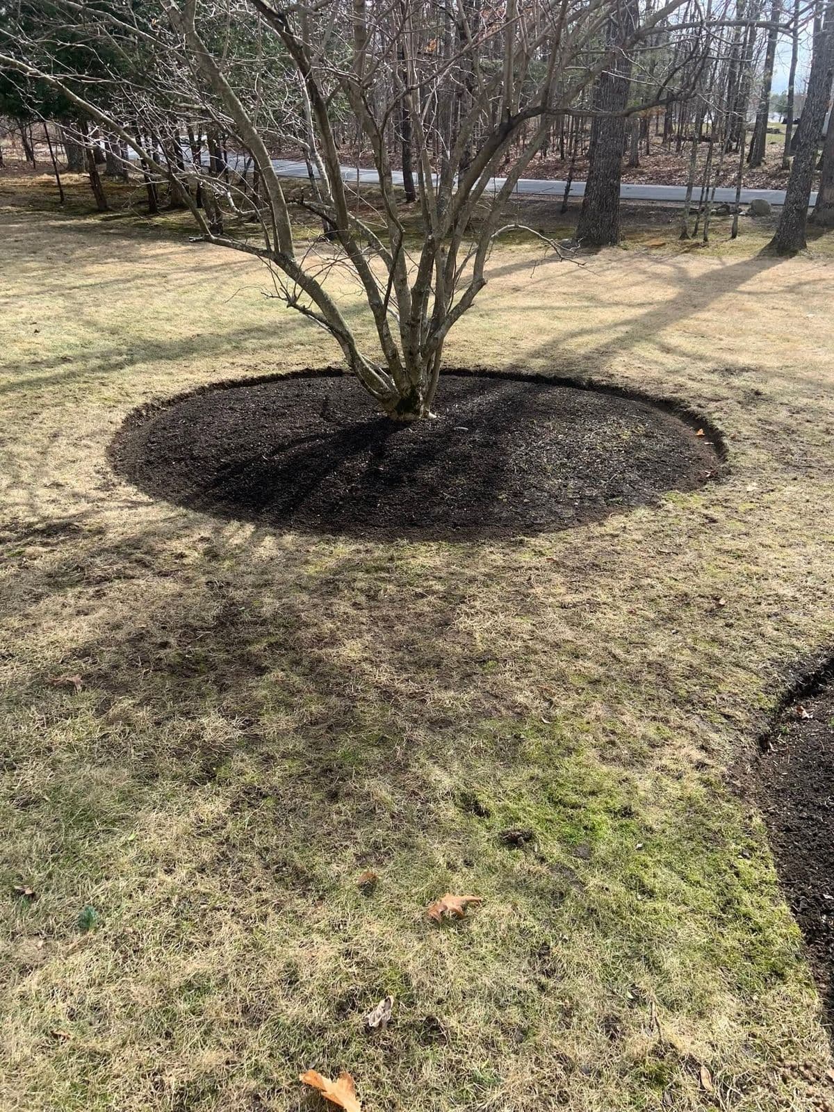 Circular black mulch ring freshly laid around a multi-stem tree in a dormant lawn