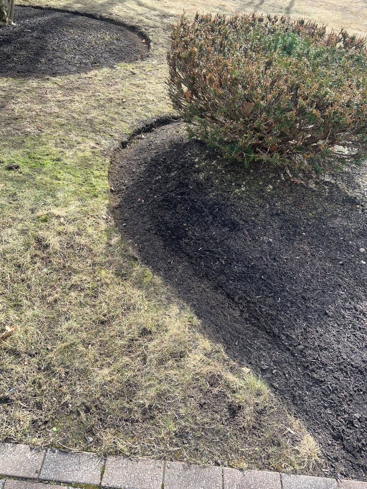 Curved edge between a fresh dark mulch bed and grass beside an evergreen shrub