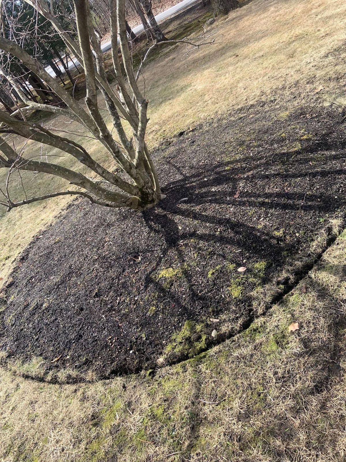 Freshly mulched planting bed around a tree base on a sloped brown lawn
