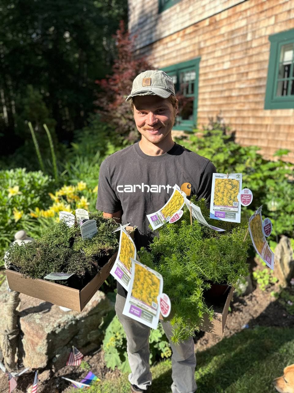Worker in a Carhartt cap holding flats of Angelina and other perennials in front of a cedar-shingle house