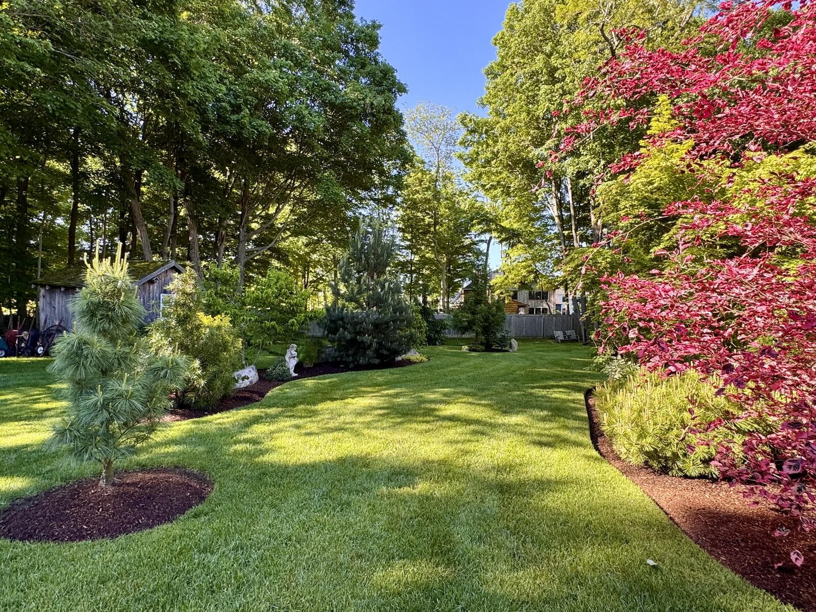 Manicured backyard lawn with a curved mulch bed edge, a red Japanese maple, blue spruce shrubs, and a young weeping pine ringed in mulch against tall pine woods